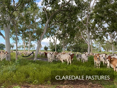 Ayr Max Motel - a quality Ayr motel to explore the Burdekin